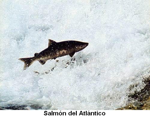Salmón del Atlántico.jpg